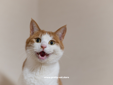 Tipps wenn deine Katze rollig ist