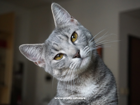 Katze in Menschenjahre umrechnen – So alt ist deine Katze wirklich