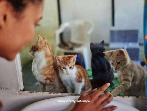 Katze adoptieren - Tipps & Ratschläge