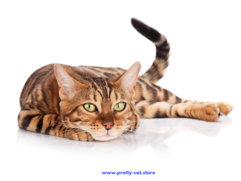 Katzenrasse Bengal: Exotische Schönheit mit wildem Charme