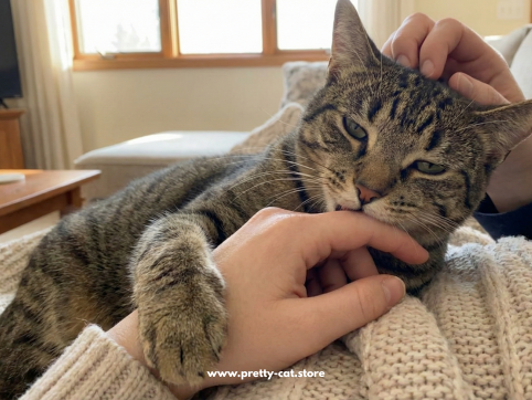 Liebesbisse bei Katzen: Warum sie dich zwicken und was du tun kannst